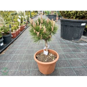 Borovica vejmutovka (Pinus strobus) ´GREEN TWIST´ – výška 70-80 cm, kont. C4.5L  - NA KMIENKU
